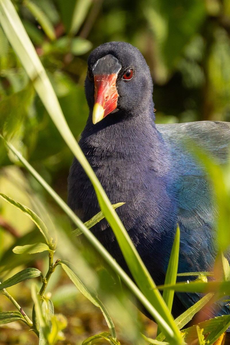 Purple Gallinule - ML614564862