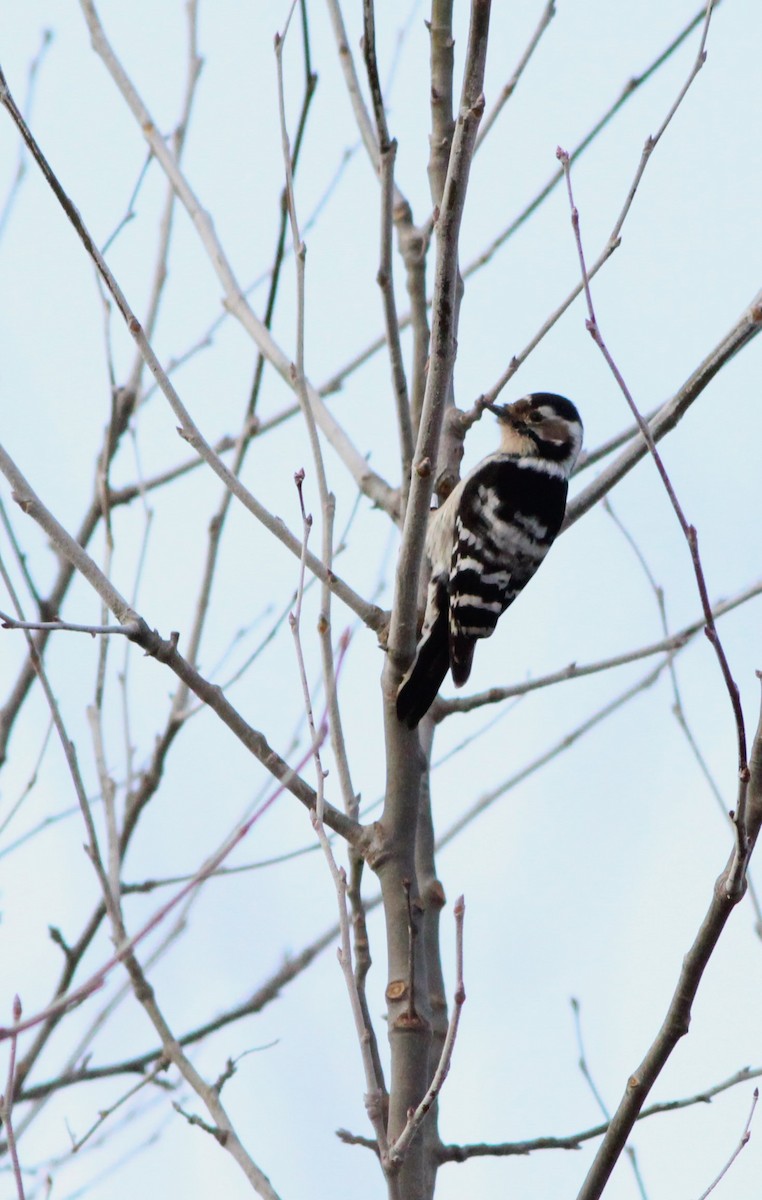 Lesser Spotted Woodpecker - ML614564863