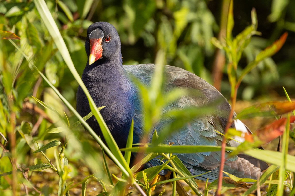 Purple Gallinule - ML614564864