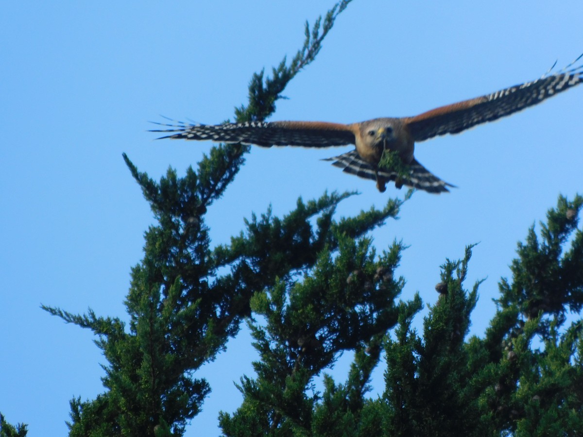 Red-shouldered Hawk - ML614564867