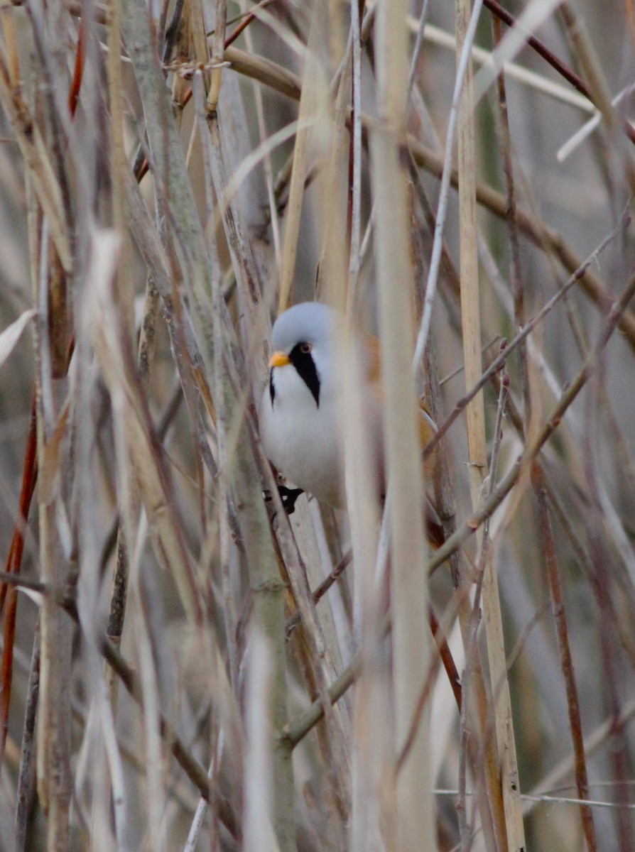 Bearded Reedling - ML614564868