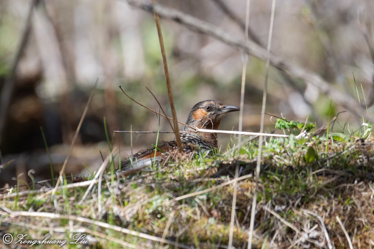 Giant Laughingthrush - ML614564883