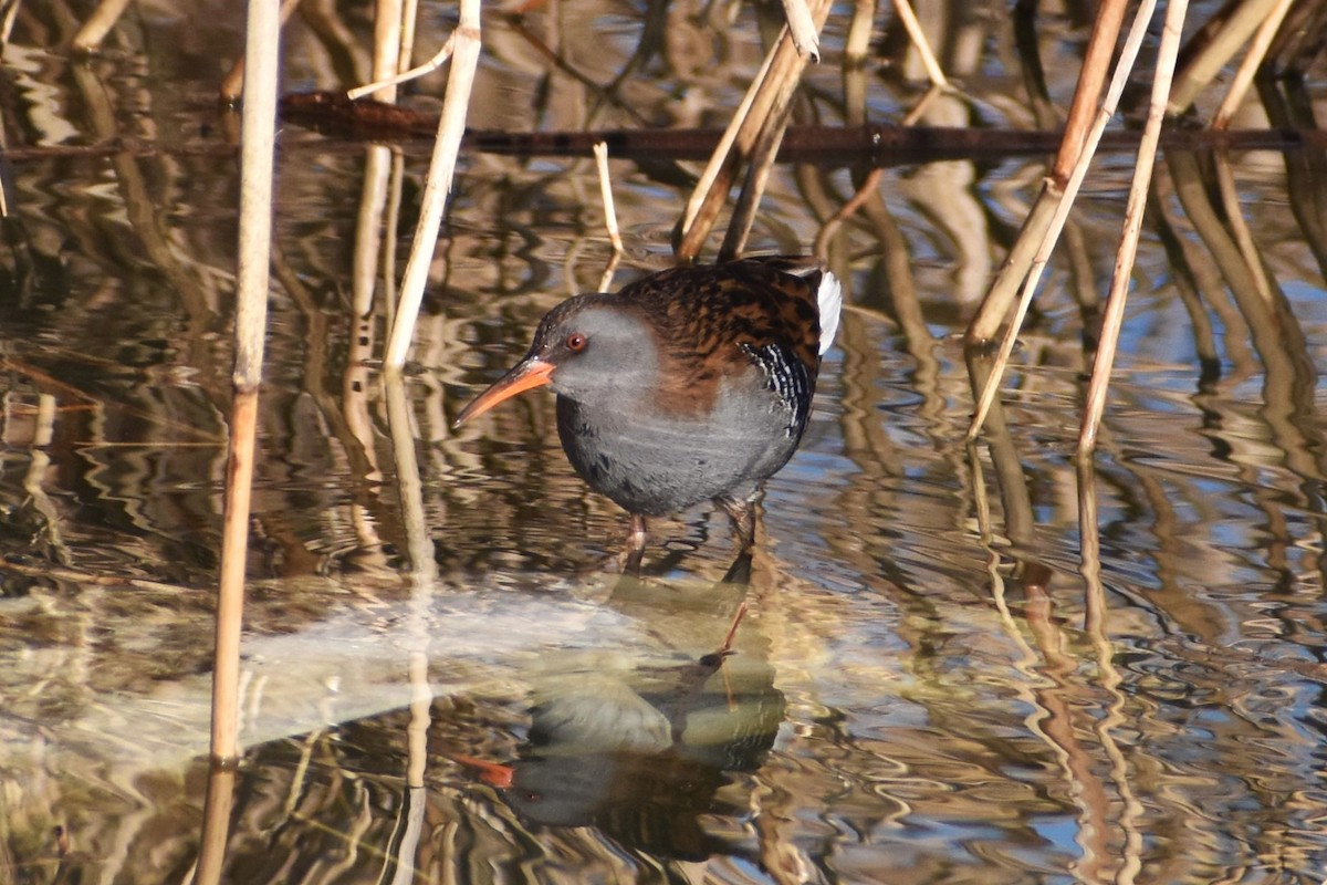 Water Rail - ML614564915