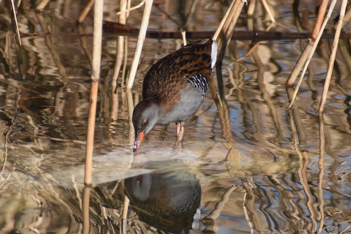 Water Rail - ML614564917