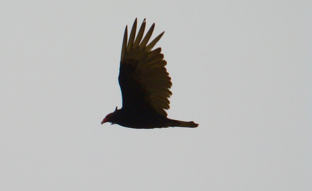 Turkey Vulture - ML614564920