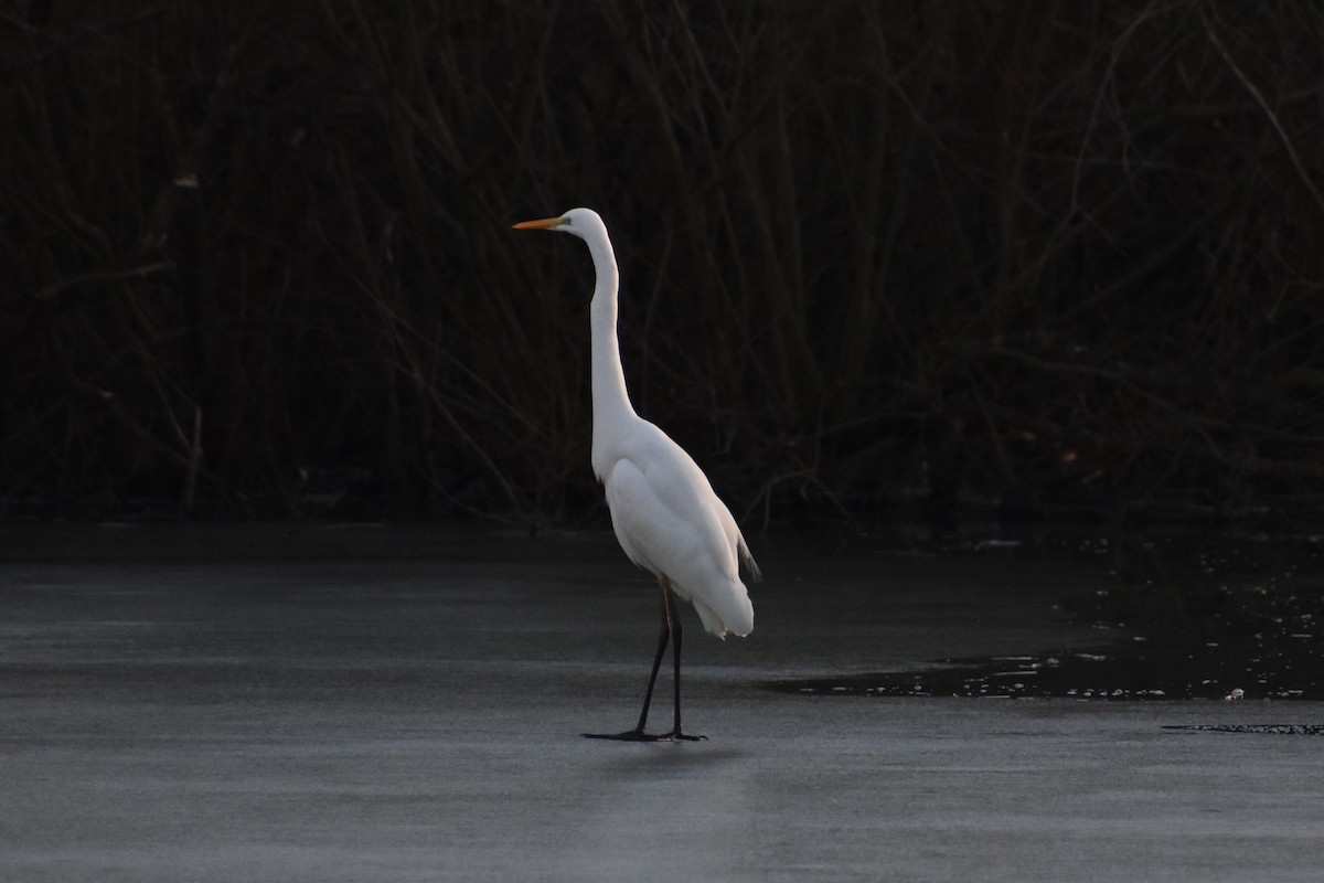 Grande Aigrette - ML614565054