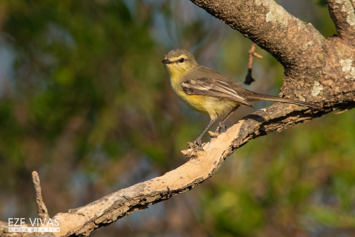 Greater Wagtail-Tyrant - Ezequiel Vivas