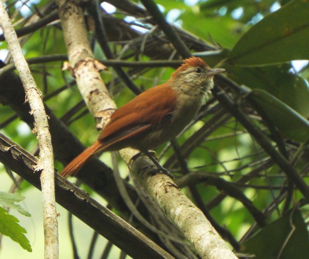 Rusty-backed Spinetail - ML614565158