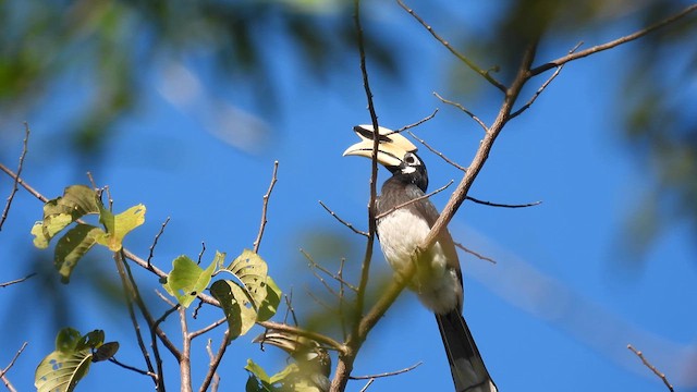 orienthornfugl - ML614565162