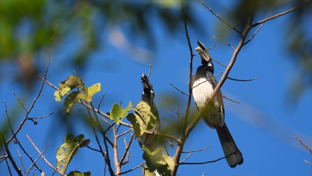 orienthornfugl - ML614565164