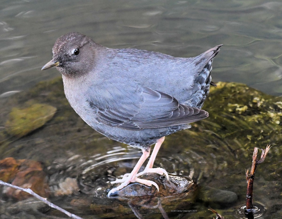 American Dipper (Northern) - ML614565207