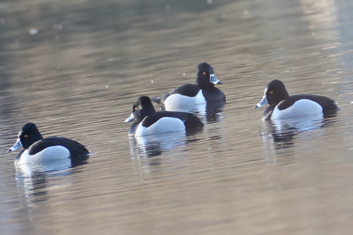 Ring-necked Duck - ML614565244