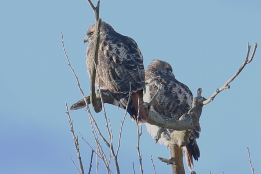 Red-tailed Hawk - ML614565252