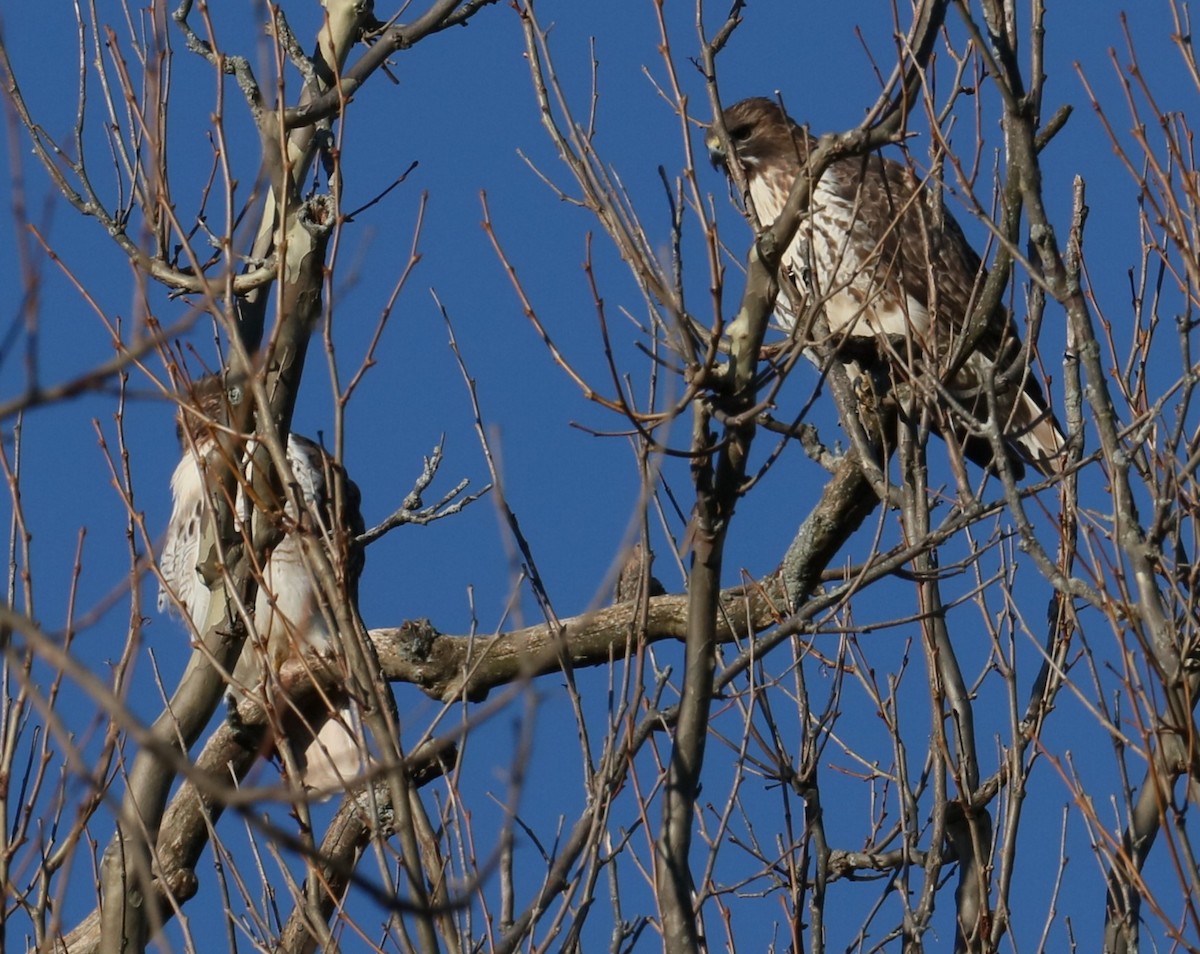 Red-tailed Hawk - ML614565259