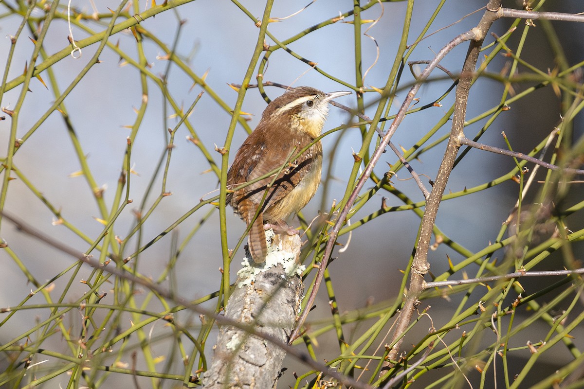 Carolina Wren - ML614565334