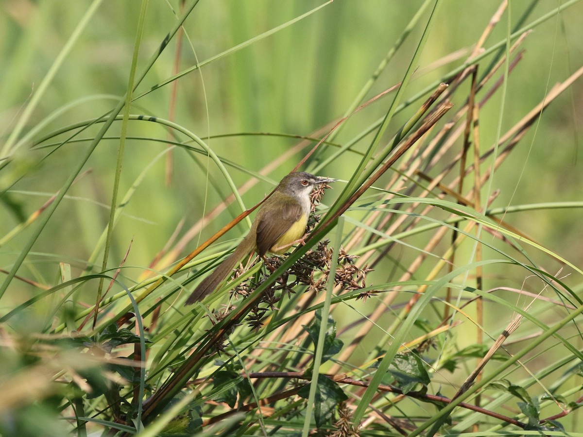 gulbukprinia (flaviventris gr.) - ML614565362