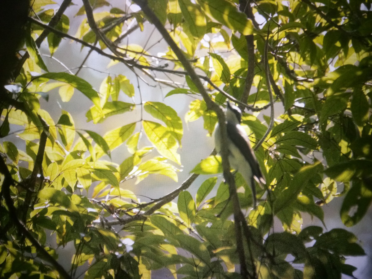 Malabar Woodshrike - Gaja mohanraj