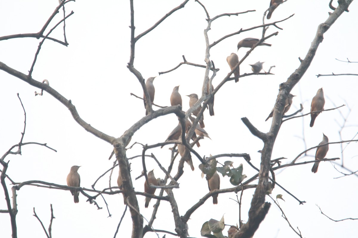 Chestnut-tailed Starling - ML614565419