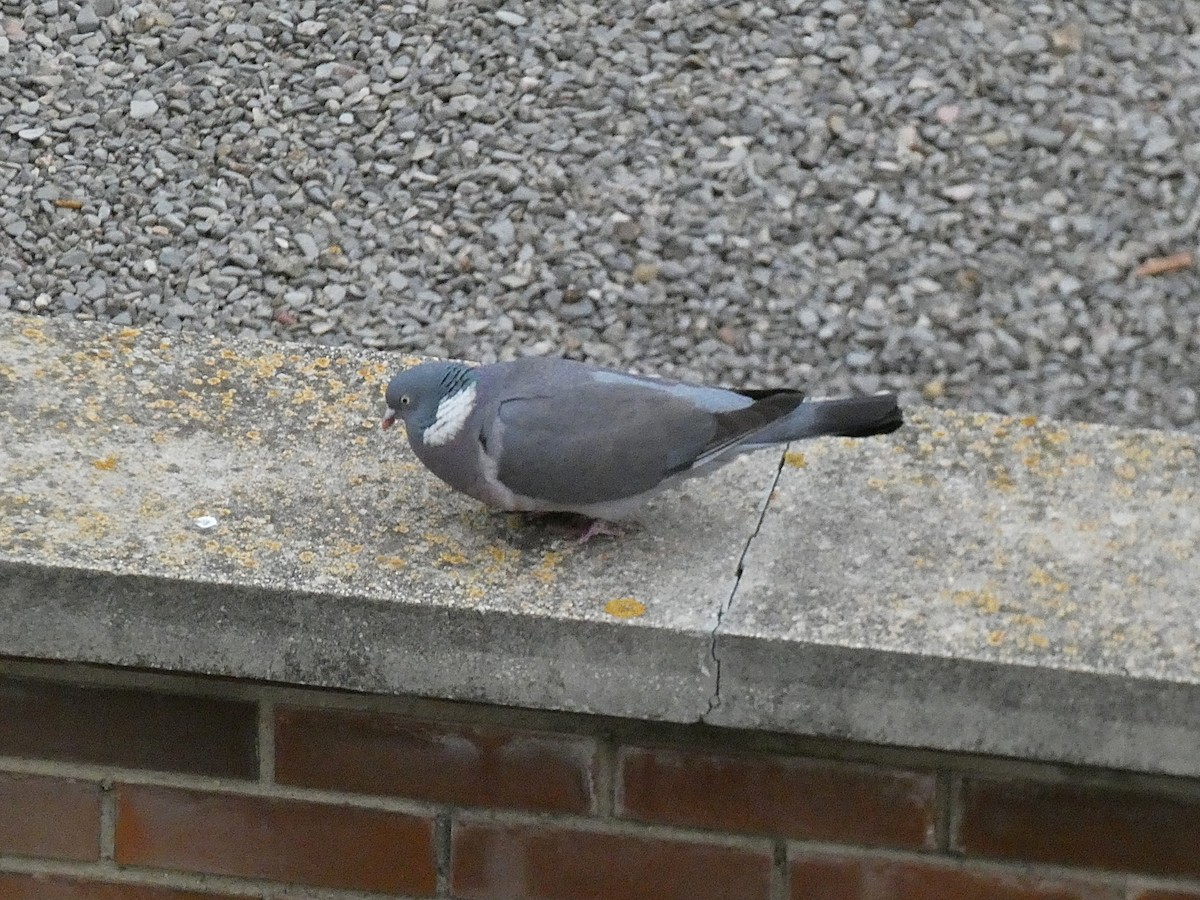 Common Wood-Pigeon - ML614565441