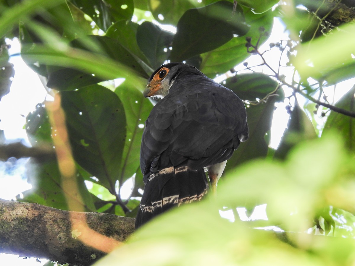 Slaty-backed Forest-Falcon - ML614565455