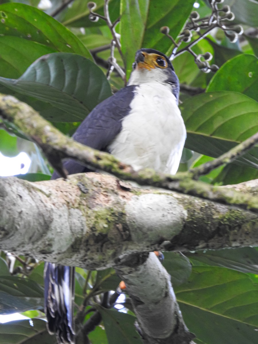 Slaty-backed Forest-Falcon - ML614565464