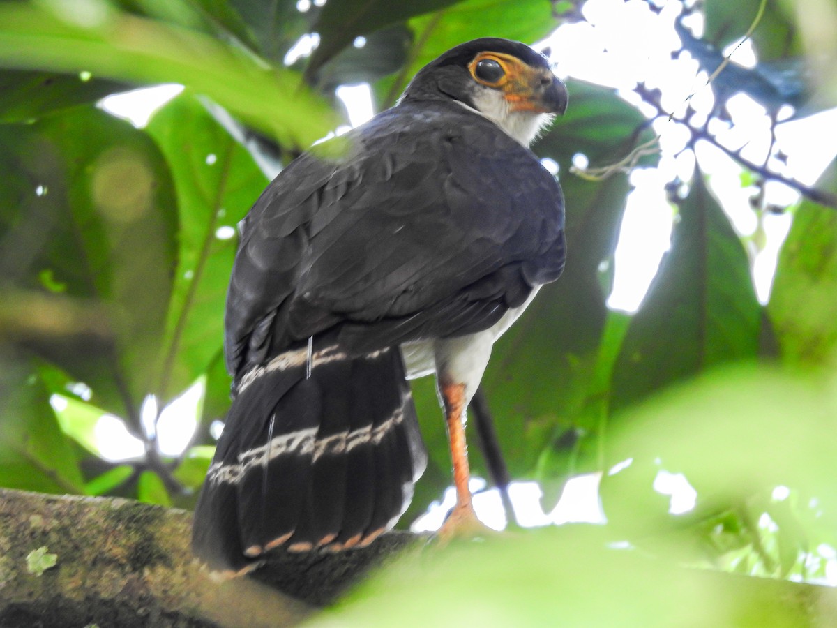 Slaty-backed Forest-Falcon - ML614565469