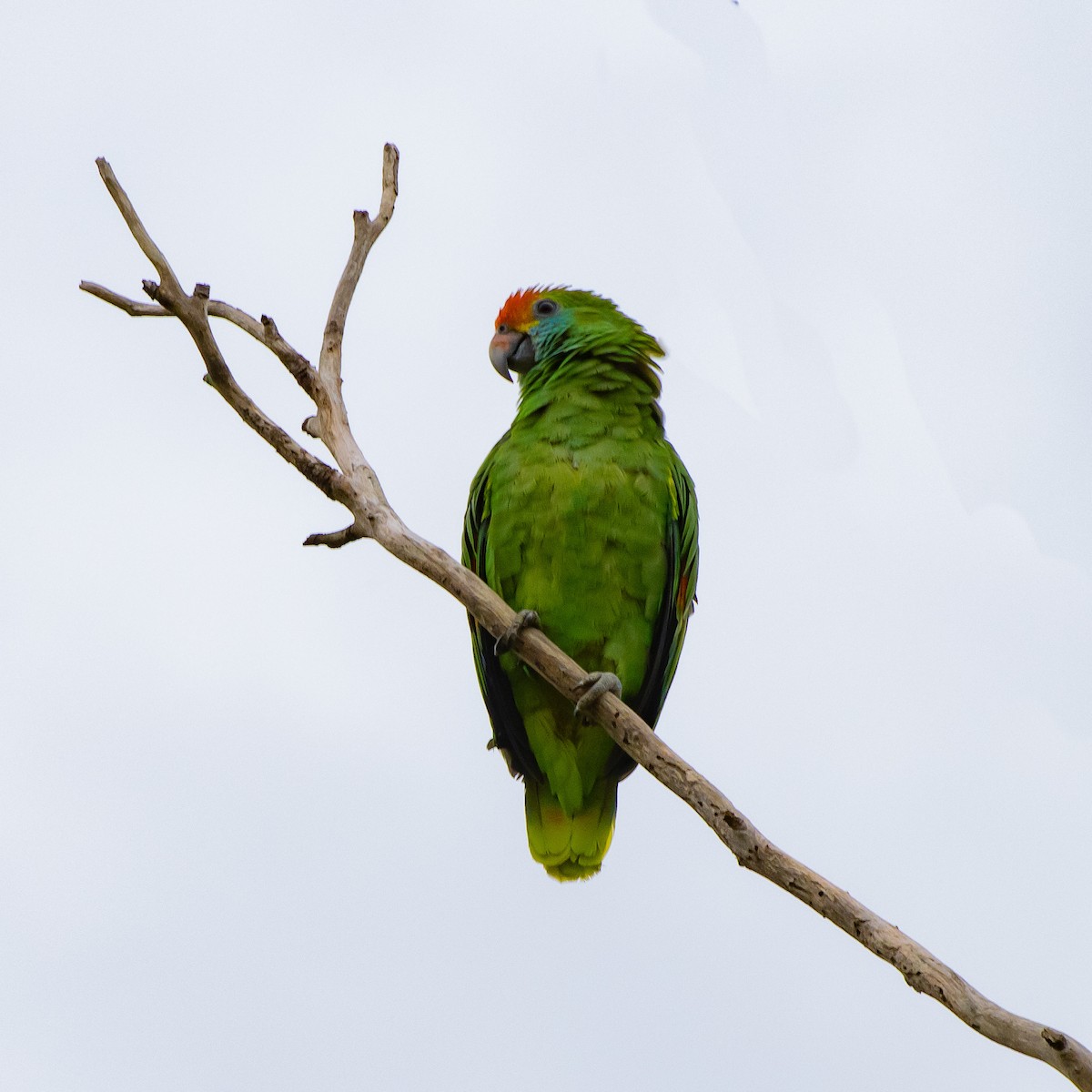 アカマユボウシインコ - ML614565507