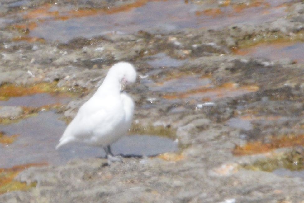 Snowy Sheathbill - ML614565508