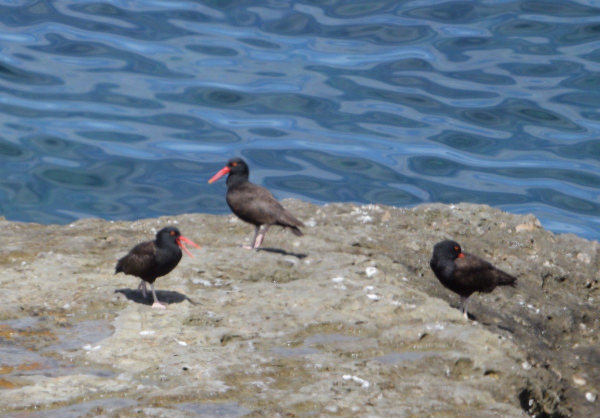 Blackish Oystercatcher - Juan Martín Fernandez Cecenarro