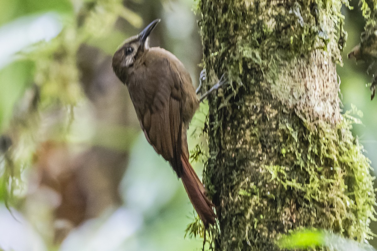 Plain-brown Woodcreeper (Plain-brown) - ML614565536