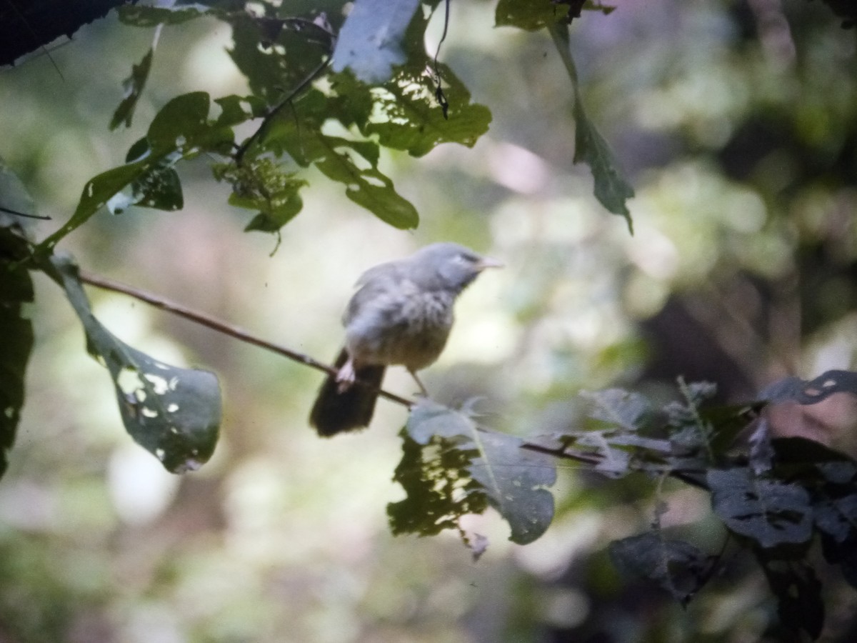 Jungle Babbler - ML614565567