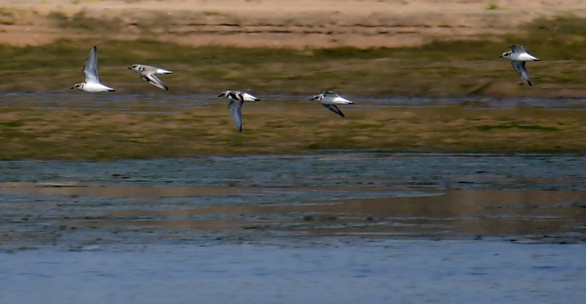 Kentish Plover - ML614565637