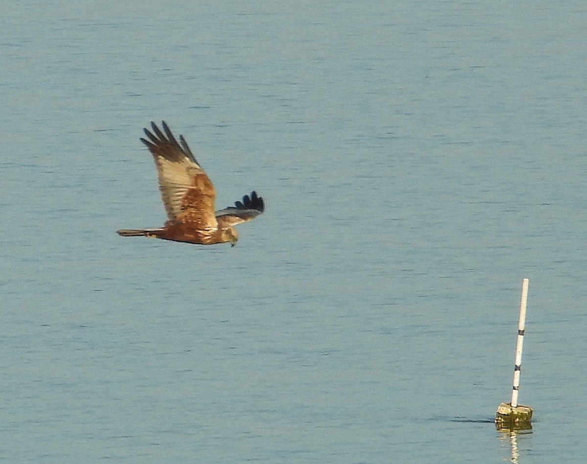 Western Marsh Harrier - ML614565659