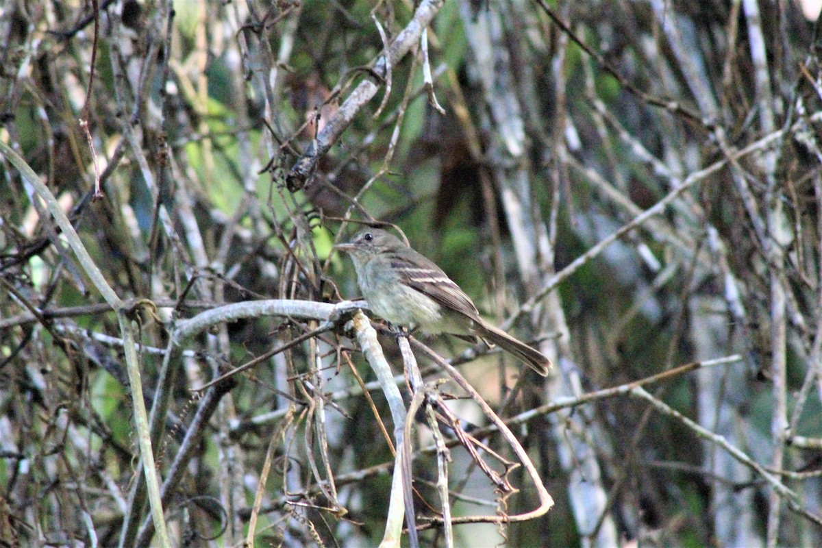 Euler's Flycatcher - ML614565664