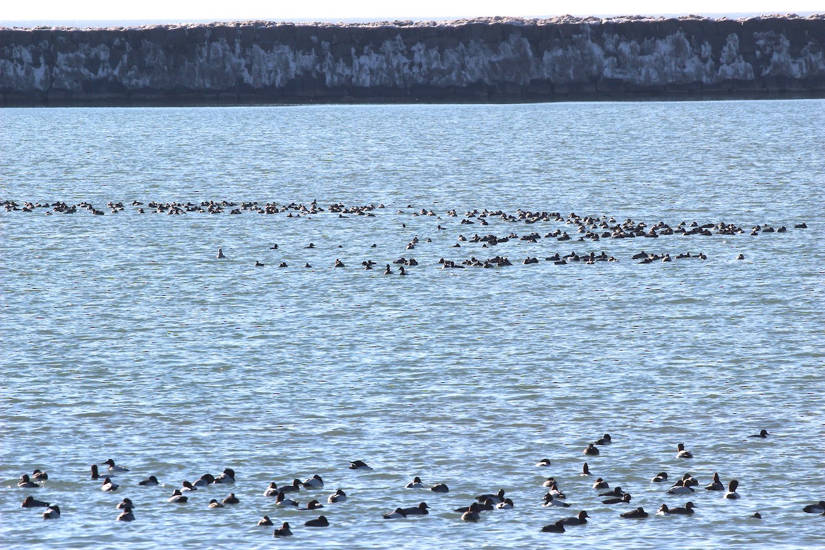 Canvasback - ML614565667