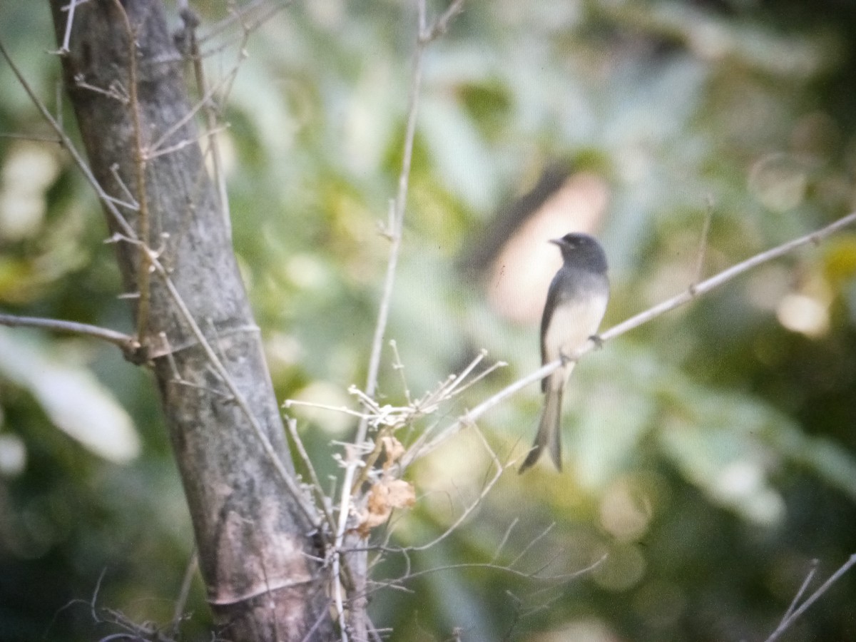 Drongo à ventre blanc - ML614565707