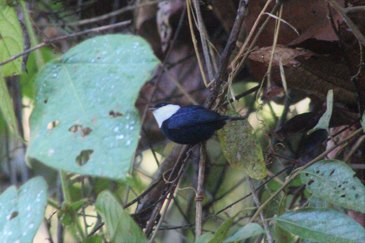 White-bibbed Manakin - ML614565754