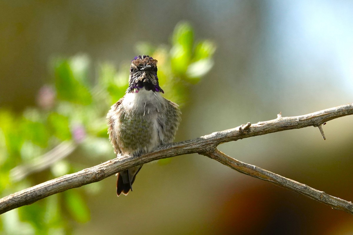 Costa's Hummingbird - ML614565949