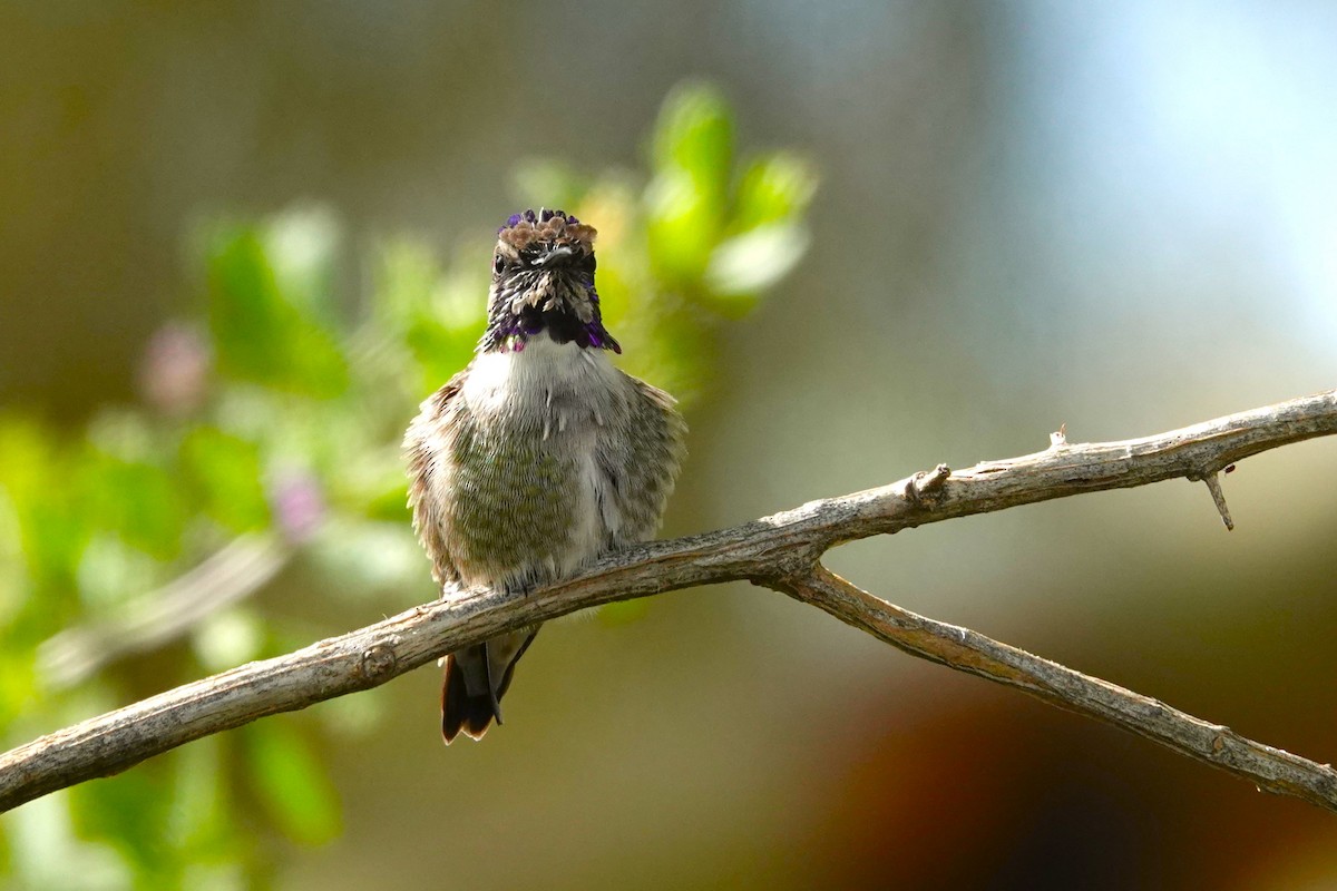 Colibri de Costa - ML614565949