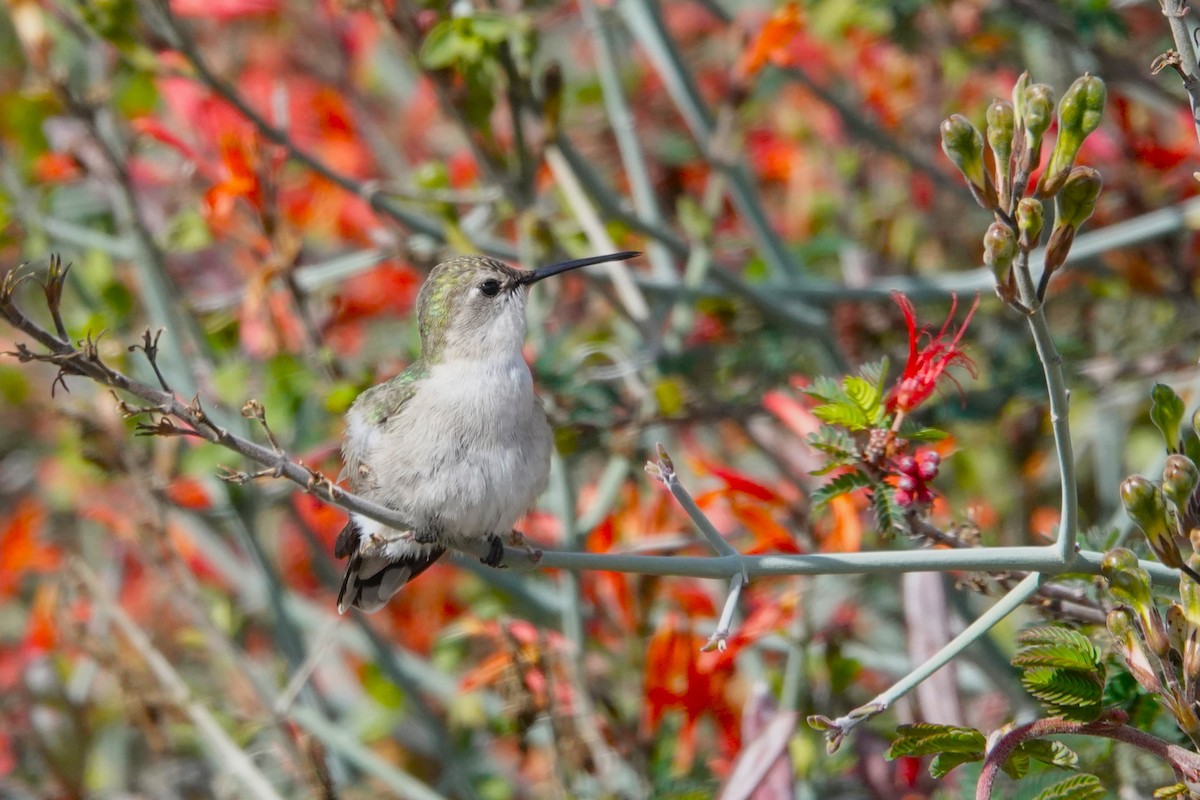 Costa's Hummingbird - ML614565950