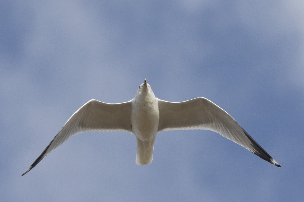 Ring-billed Gull - ML614565965