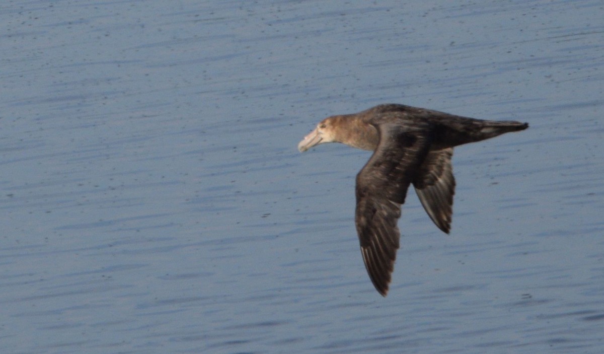 Southern Giant-Petrel - ML614565984