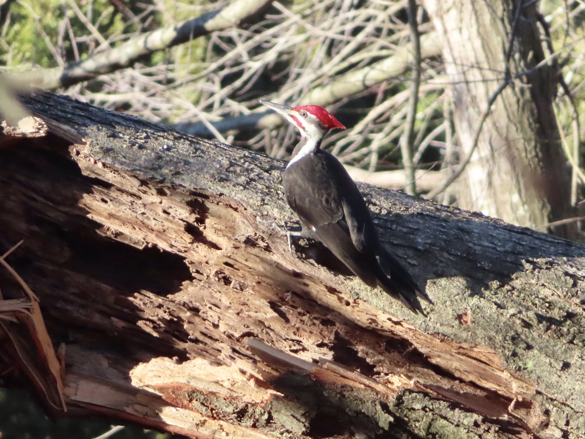 Pileated Woodpecker - ML614565993