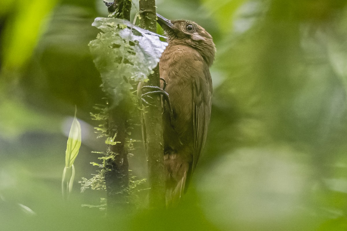 Plain-brown Woodcreeper (Plain-brown) - ML614566091