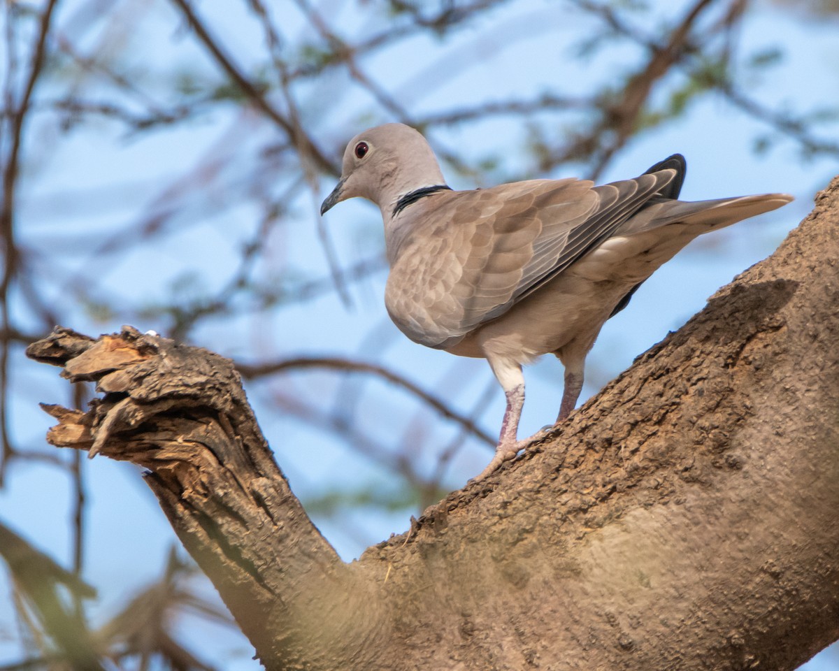 African Collared-Dove - ML614566138