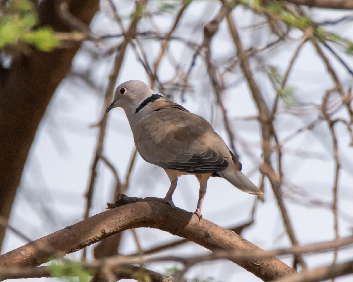 African Collared-Dove - ML614566177