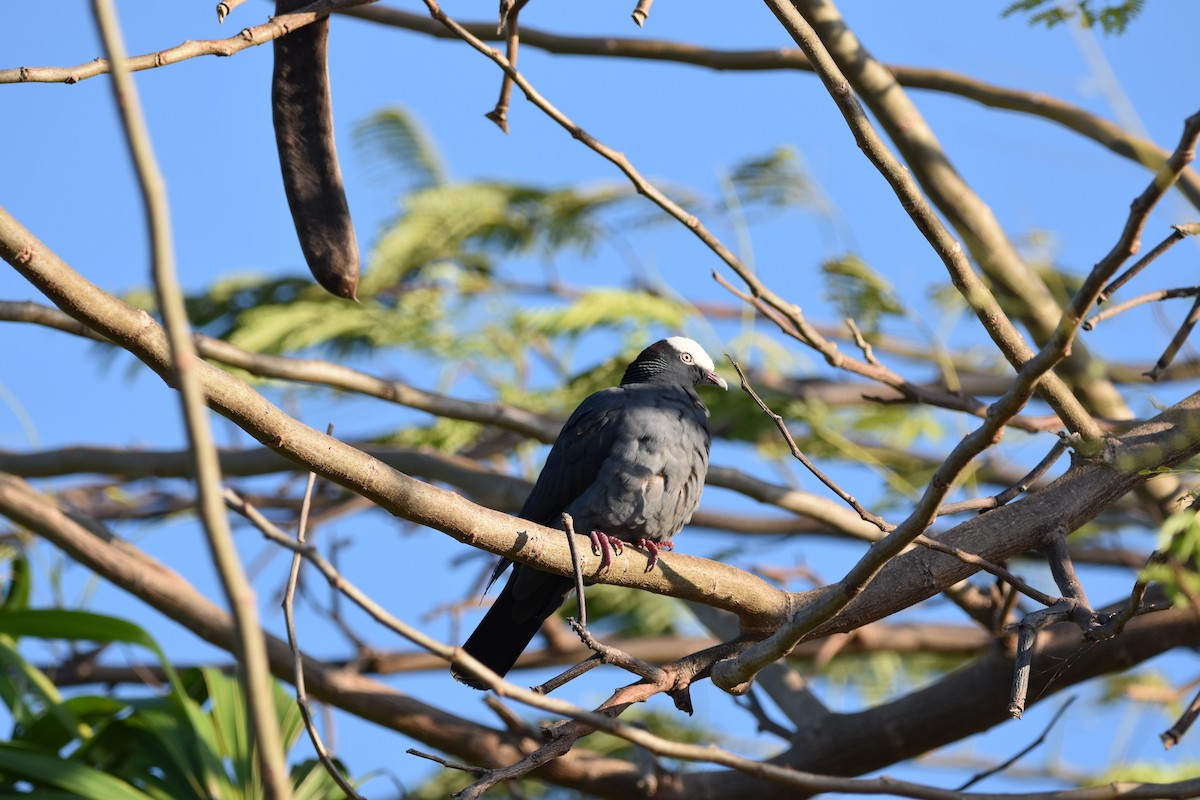 White-crowned Pigeon - ML614566201