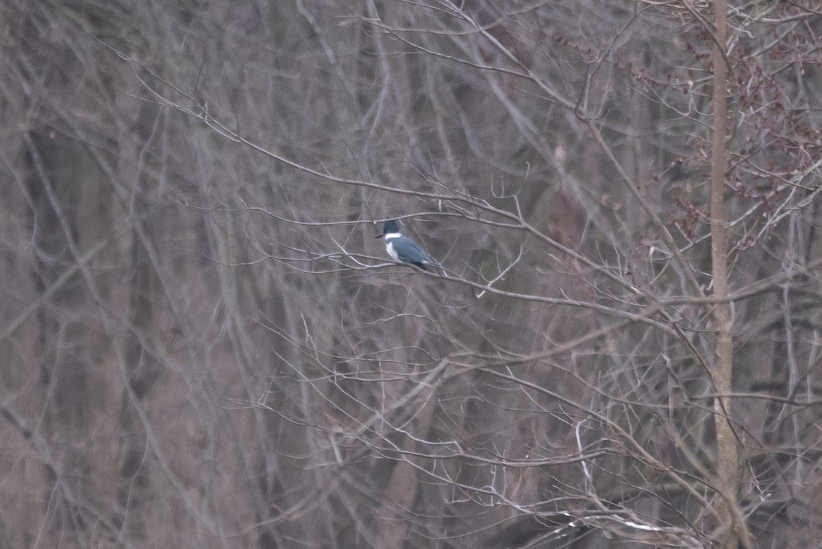 Belted Kingfisher - ML614566230