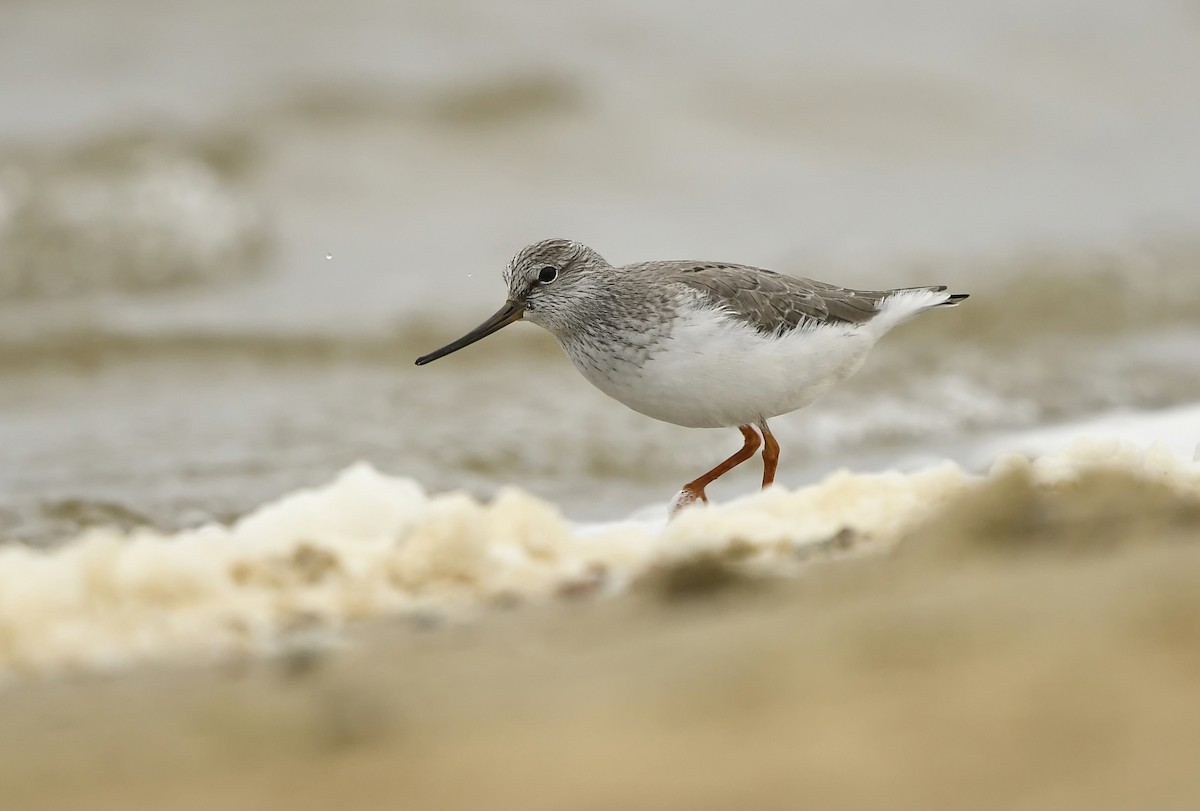 Terek Sandpiper - ML614566240