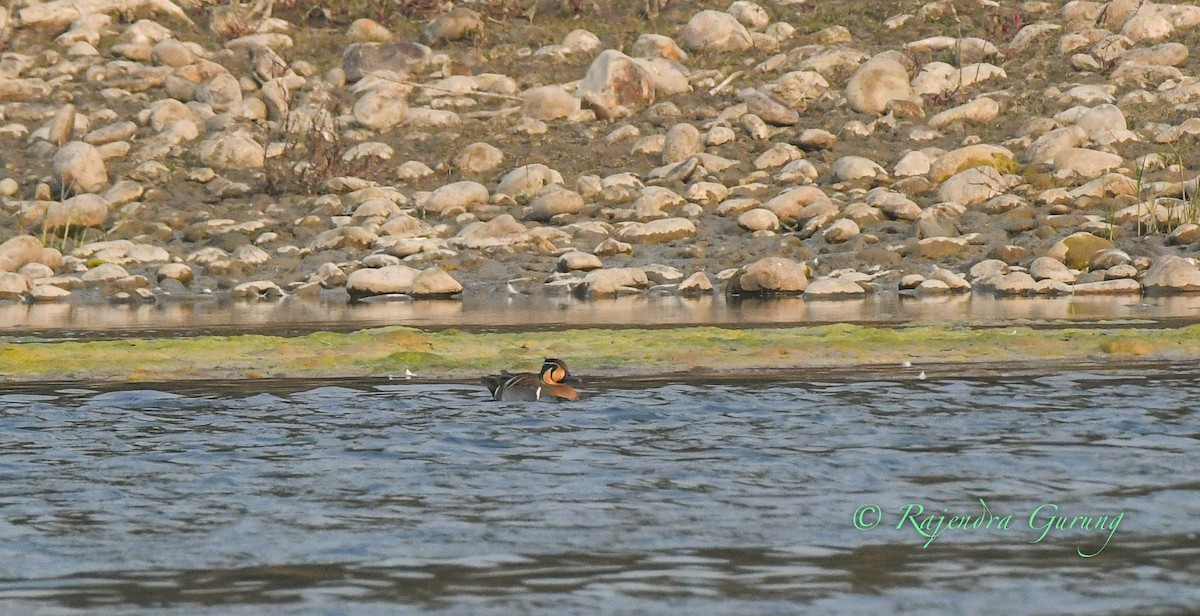 Baikal Teal - ML614566487